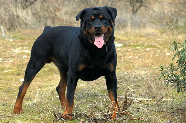 English Mastweiler